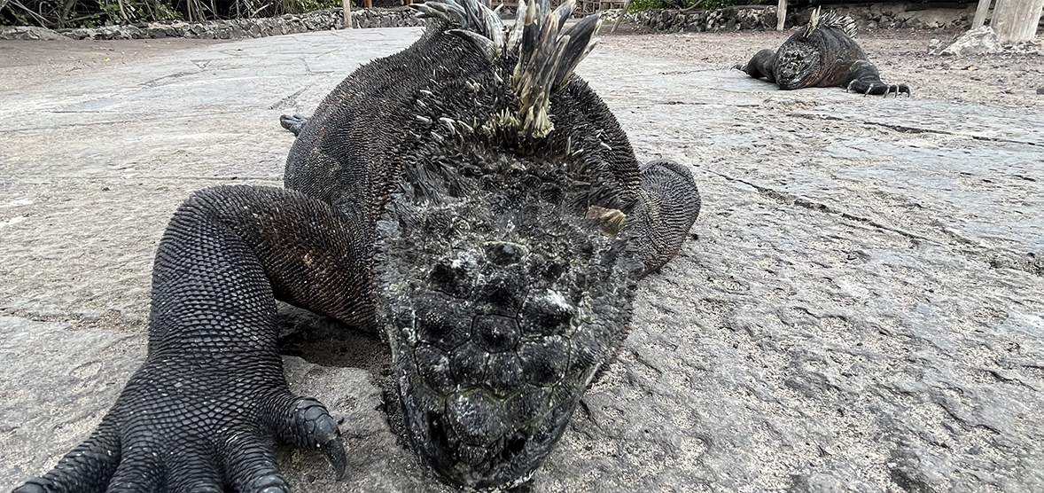 Galapagos Marine Iguanas: they’re dark, bold and look like miniature Godzillas that crawl around on their bellies. They’re also seen practically everywhere throughout the Galapagos archipelago.