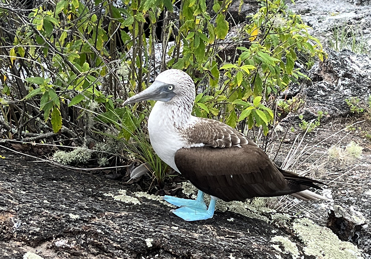 Native to subtropical and tropical regions of the eastern Pacific Ocean. One of six Sula genus species – known as boobies. It is easily recognizable by its distinctive bright blue feet, which is a sexually selected trait. Taken on an island called Isabella in Galapagos.
